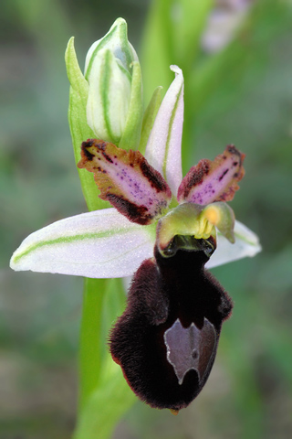 Ophrys magniflora lusus