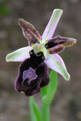 Ophrys magniflora lusus