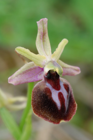 Ophrys ferrum-equinum x mammosa