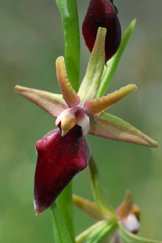 Ophrys helenae x mammosa