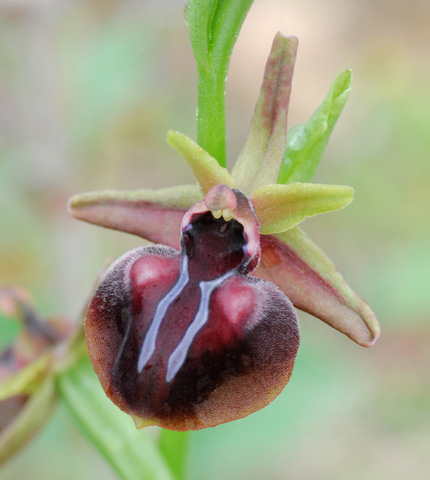 Ophrys mammosa