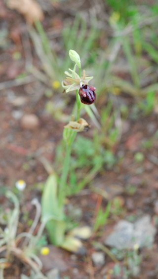 Ophrys mammosa