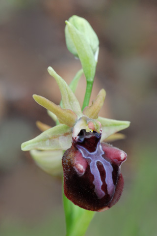 Ophrys mammosa