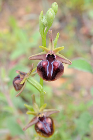 Ophrys mammosa