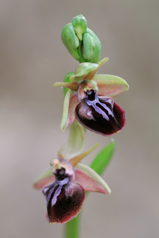 Ophrys mammosa