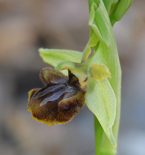 Ophrys massiliensis