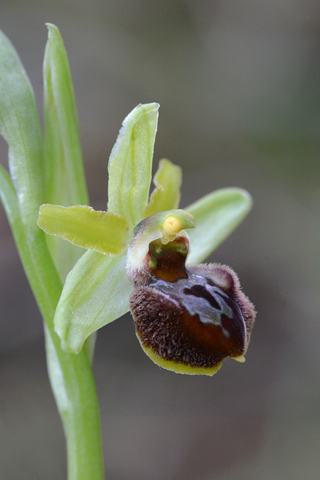 Ophrys massiliensis