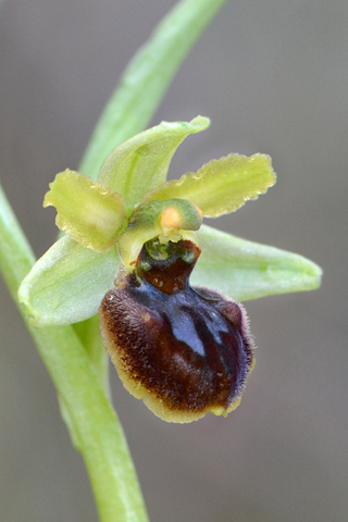 Ophrys massiliensis