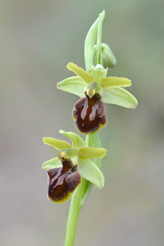 Ophrys massiliensis