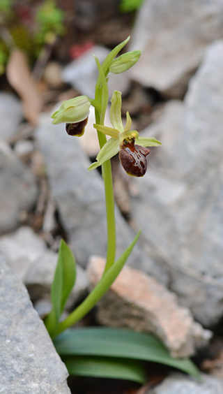 Ophrys massiliensis