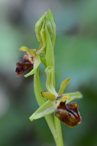 Ophrys massiliensis