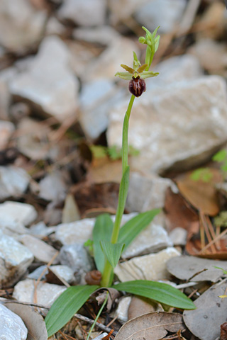 Ophrys massiliensis