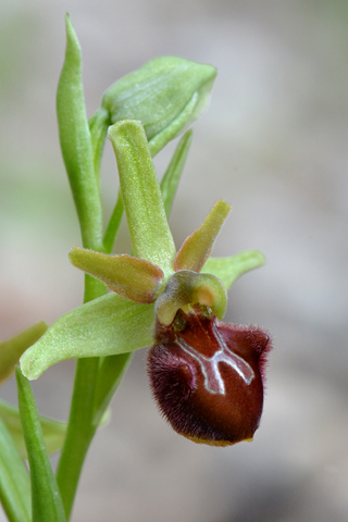 Ophrys massiliensis