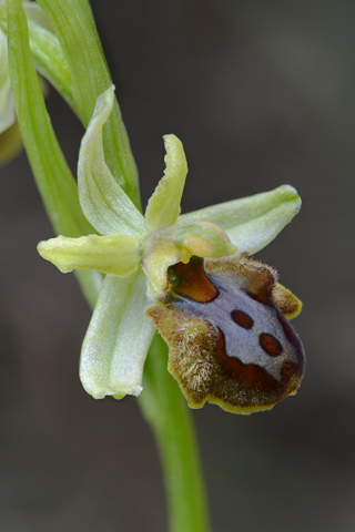 Ophrys massiliensis