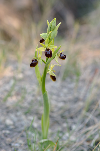 Ophrys massiliensis