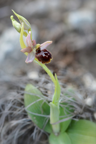 Ophrys massiliensis