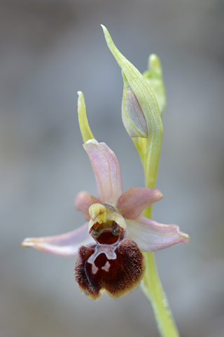 Ophrys massiliensis