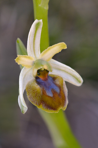 Ophrys massiliensis