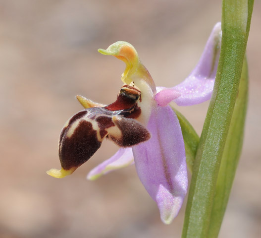 Ophrys masticorum Ophrys masticorum