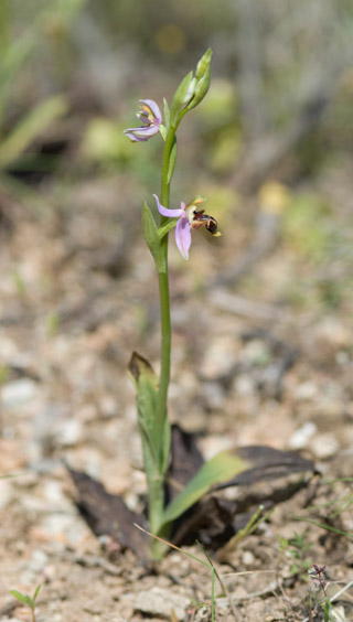 Ophrys masticorum Ophrys masticorum
