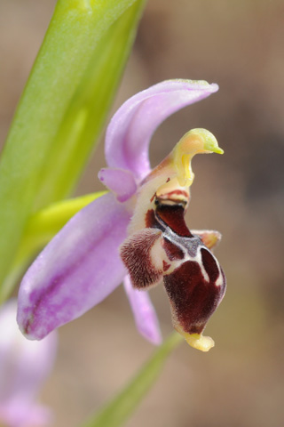 Ophrys masticorum Ophrys masticorum