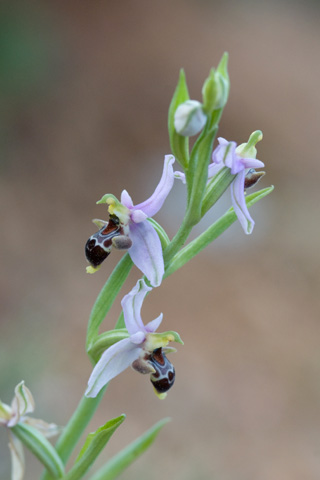 Ophrys masticorum