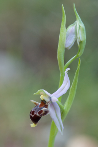 Ophrys masticorum Ophrys masticorum