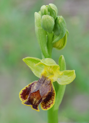 Ophrys melena