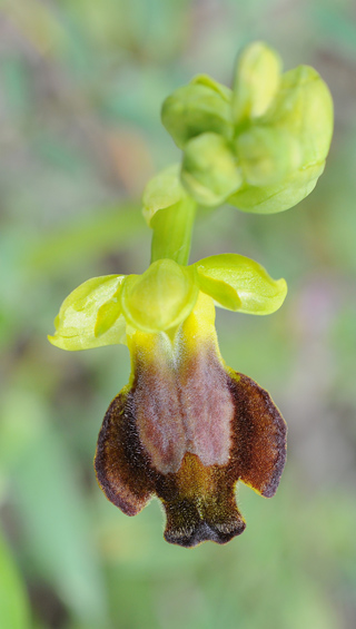 Ophrys melena