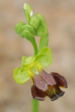 Ophrys melena