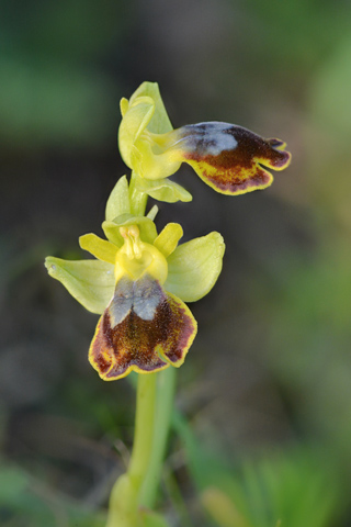 Ophrys melena