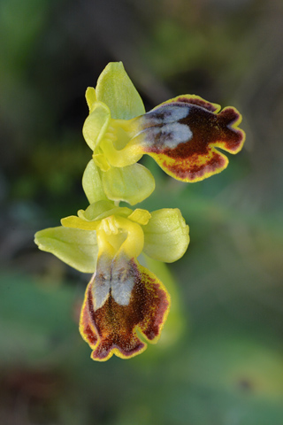 Ophrys melena