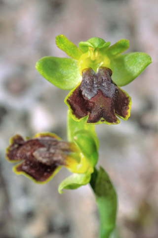 Ophrys melena