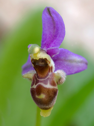 Ophrys minutula