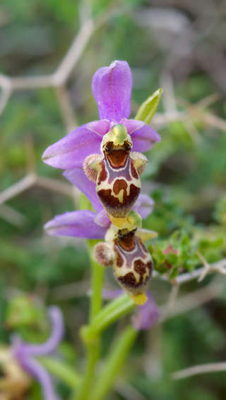 Ophrys minutula