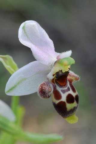 Ophrys minutula