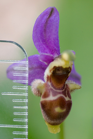 Ophrys minutula