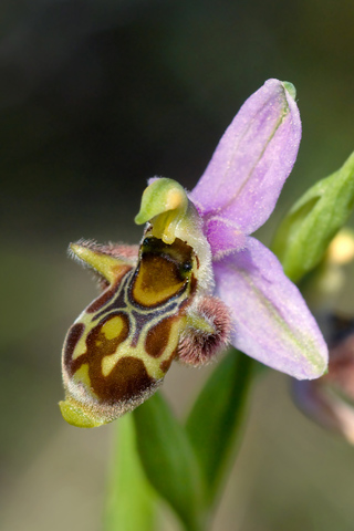 Ophrys minutula