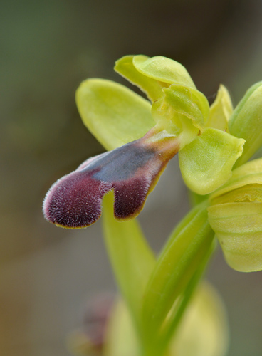 Ophrys mirabilis