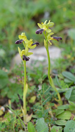 Ophrys mirabilis