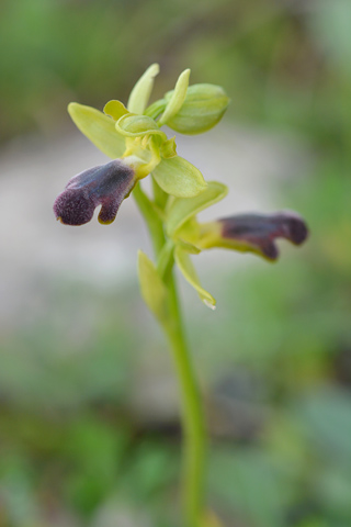 Ophrys mirabilis