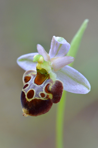 Ophrys biscutella x montis-gargani