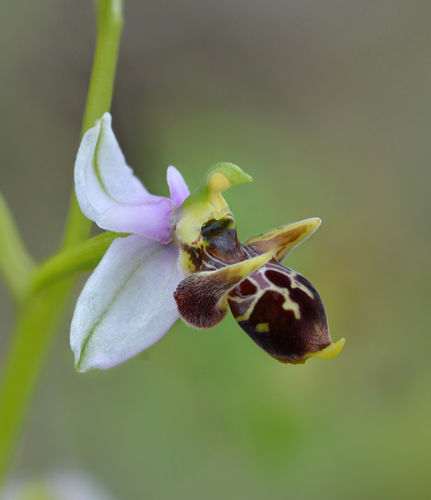 Ophrys montis-gargani