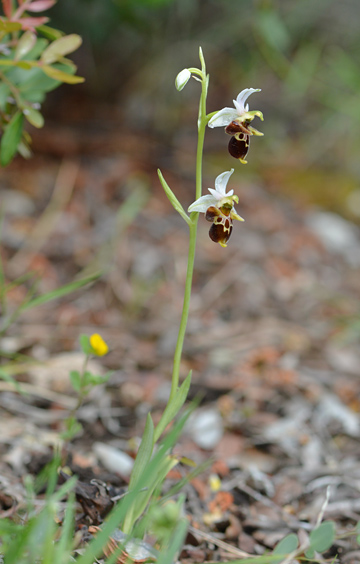 Ophrys montis-gargani