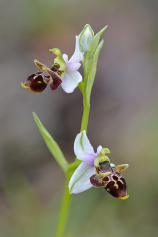 Ophrys montis-gargani