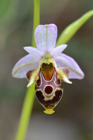 Ophrys montis-gargani