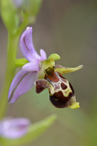 Ophrys montis-gargani