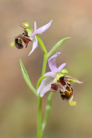 Ophrys montis-gargani