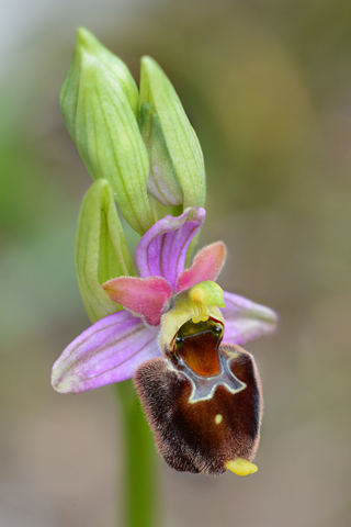 Ophrys annae x morisii
