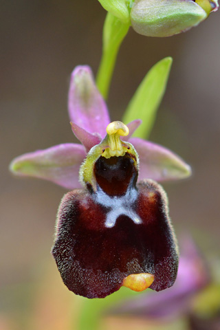 Ophrys chestermanii x morisii